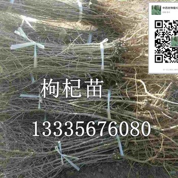 黑枸杞苗價(jià)格黑枸杞種植及加工技術(shù)