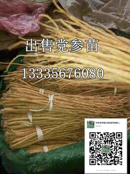 黨參種子黨參種植技術