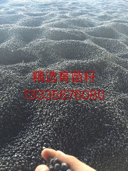亳州牡丹籽种植基地