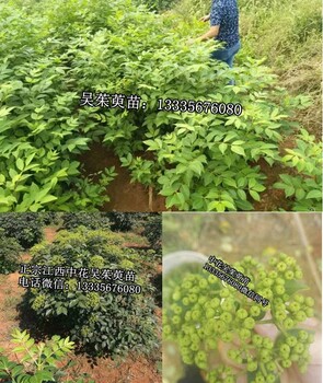 供应中花吴茱萸,吴茱萸种苗