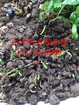 亳州白術(shù)種子包郵價格