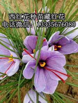 西紅花種苗