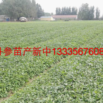 丹參種子供應(yīng)商,丹參種子批發(fā)包郵價