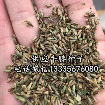 牛膝種子價格走勢