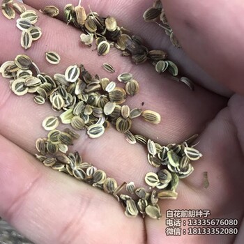 白花前胡種子行情走勢(shì)