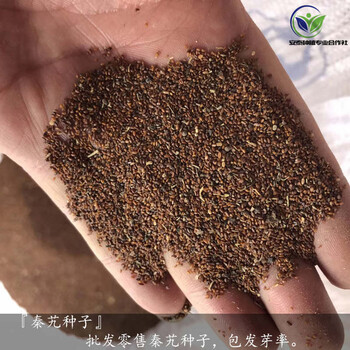 秦艽種子價(jià)格秦艽種子圖片