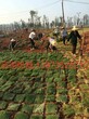 马尼拉草坪价格_马尼拉草坪图片_马尼拉草坪绿化苗木图片