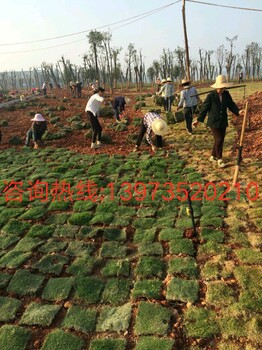 馬尼拉草坪價格_馬尼拉草坪圖片_馬尼拉草坪綠化苗木