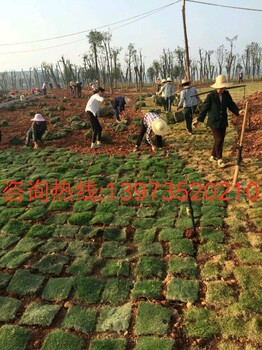 马尼拉草坪价格_马尼拉草坪图片_马尼拉草坪绿化苗木