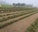 福建马尼拉草格贵州马尼拉草皮图片郴州马尼拉草皮常年供应批发图片