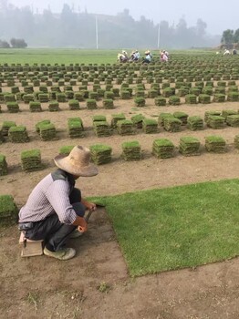 马尼拉草坪价格马尼拉草坪特点马尼拉草坪的铺种及新报价