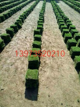 馬尼拉草皮一平方米價(jià)格是多少一平方米有多少