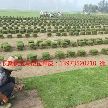 马尼拉草坪价格供应-云南昆明马尼拉草皮图片昆明马尼拉草价钱？