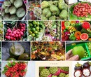 泰国芒果、山竹等水果进口清关代理/水果进口注意事项