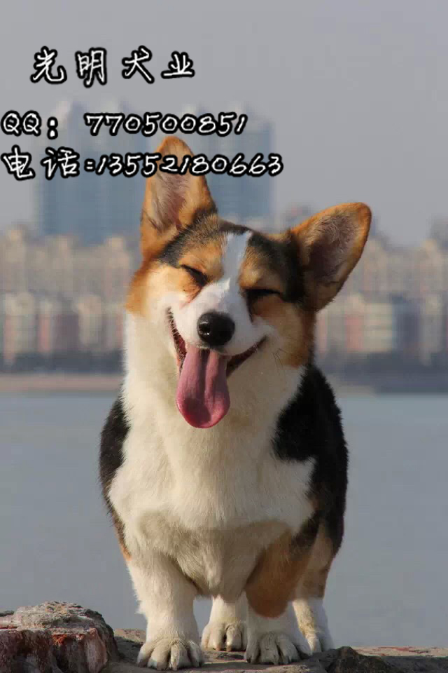 北京纯种柯基幼犬多少钱