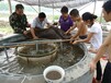 大量出售各种淡水鱼黄金鲫鱼丁桂鱼花鲢量大价优