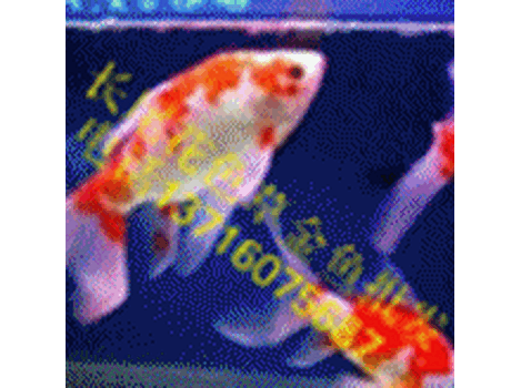 觀賞魚(yú)草金魚(yú)紅鯽魚(yú)批發(fā)貨真價(jià)實(shí)