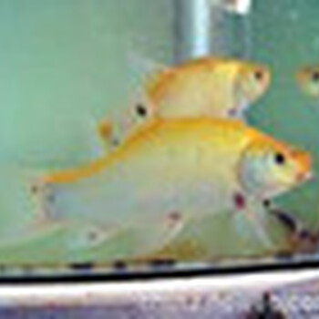 大量出售各種淡水魚黃金鯽魚丁桂魚花鰱量大價(jià)優(yōu)