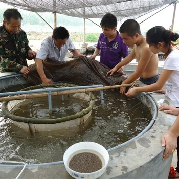 批發(fā)放生魚(yú)苗青魚(yú)苗羅非魚(yú)苗量大價(jià)優(yōu)放生魚(yú)苗是挽救苦難人們