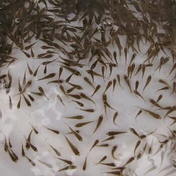 向浦東各水庫提供魚苗放生草魚苗鯉魚苗貨真價實