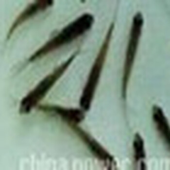 常年批發(fā)放生苗種草魚苗花白蓮苗漁場貨真價實