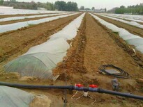 广西省玉林农田滴灌设备滴灌管材图片3