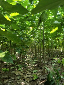 周口楸树，太康楸树苗，梓树，梓树价格