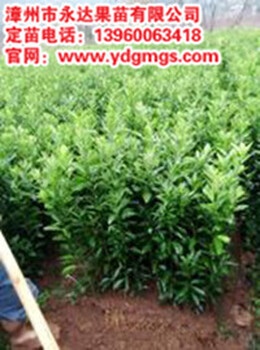 四川沃柑苗大量供应批发、极耐寒品种沃柑苗出售