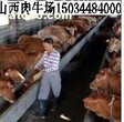 山西肉牛场图片