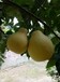 梅州市一梅州柚子批发,梅州蜜柚批发,客家特产,有机水果。