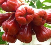 泰国新鲜水果进口报关青岛全部流程