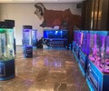 水族景观鱼出租海洋稀有鱼类租赁大型海洋展出租