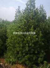 长沙优质白皮松量大从优图片