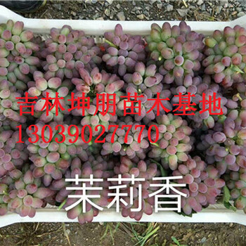 茉莉香葡萄苗，茉莉香葡萄苗，10个以上成熟芽，吉林葡萄苗