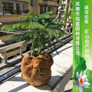 黃蠟石盆景3觀賞石批發綠色植物盆景石批發銘富奇石擺件廣東奇石價格