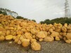 天然黄的黄水石广东黄水石产地4英德黄水石厂家在铭富园林