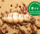 家庭白蚁防治方法图片