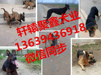 那里有卖马犬的图片4