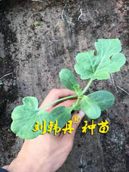 劉韓丹西瓜苗，供應(yīng)個品種西瓜苗，甜瓜苗