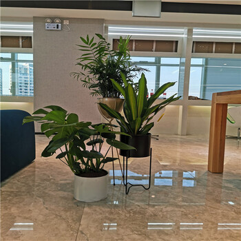 天津和平区花卉绿植植物租赁租摆销售公司花卉租赁