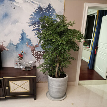 天津綠植租擺，天津綠植花卉銷售，天津綠植租擺谷鑫亞泰