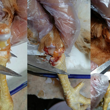 認識并重視雞傳染性滑液囊支原體_雞滑液囊支原體支囊凈方案
