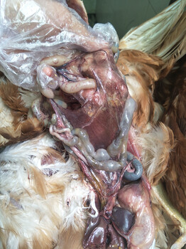 雞霉菌毒素對雞有幾種危害_雞肝出血霉菌肝癥狀用藥方案