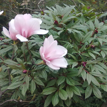 四川省绵阳市赤芍苗种植前景怎么样一亩地收入多少钱需要多少赤芍种子