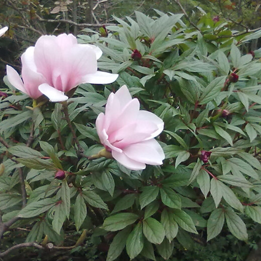 四川省绵阳市赤芍价格、（川赤芍苗）赤芍种子批发销售