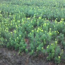 四川省平武县珍惜植物之(曼地亚红豆杉苗)种植基地收购价格图片