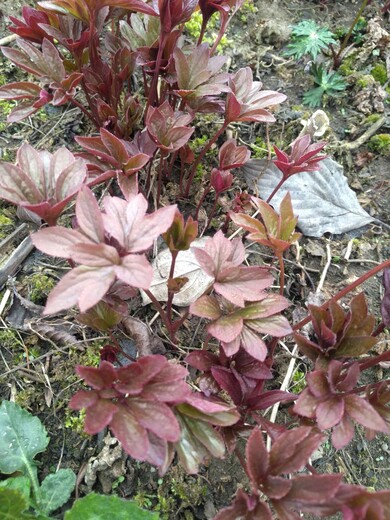 四川省绵阳市平武县哪里有卖芍药苗和赤芍种子卖大概多少钱一颗