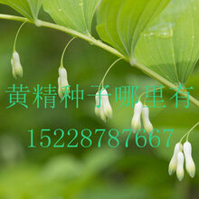 四川省绵阳市三台县黄精种苗哪家好哪里有黄精种植基地图片