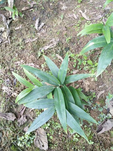 湘西土家族苗族自治州多花姜型黄精种子种植基地