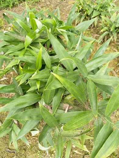 具有品牌的云木香种苗基地